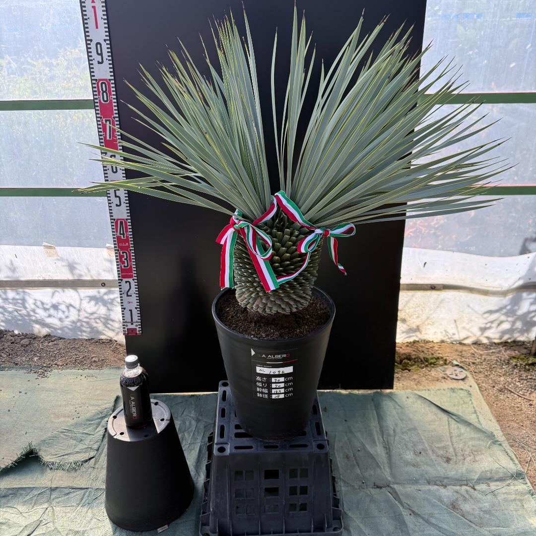 【AL1096】ユッカ　ロストラータ　頂上分頭ツインテール　LA ALBERO