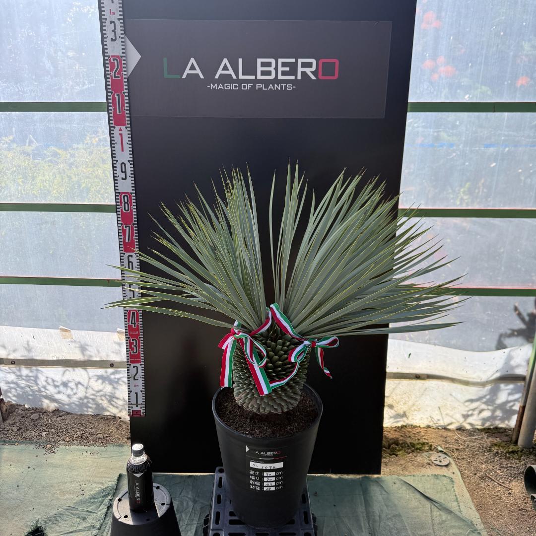 【AL1096】ユッカ　ロストラータ　頂上分頭ツインテール　LA ALBERO