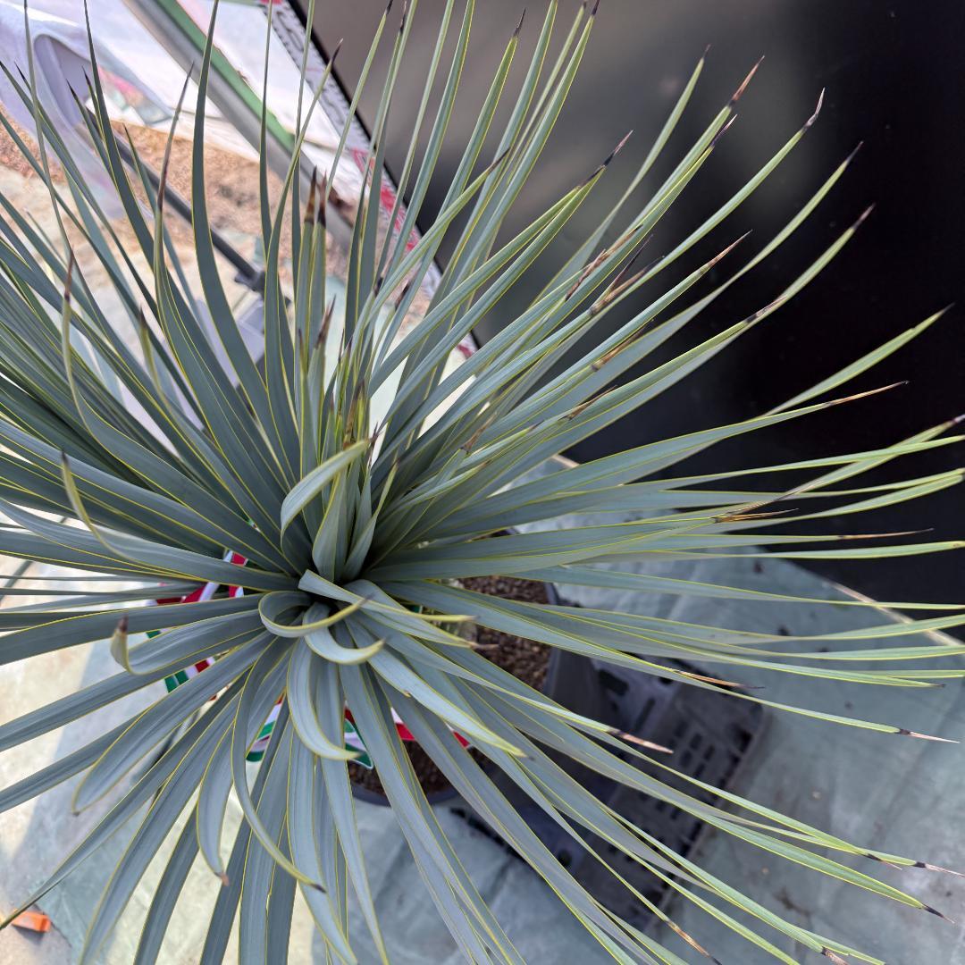 【AL1096】ユッカ　ロストラータ　頂上分頭ツインテール　LA ALBERO