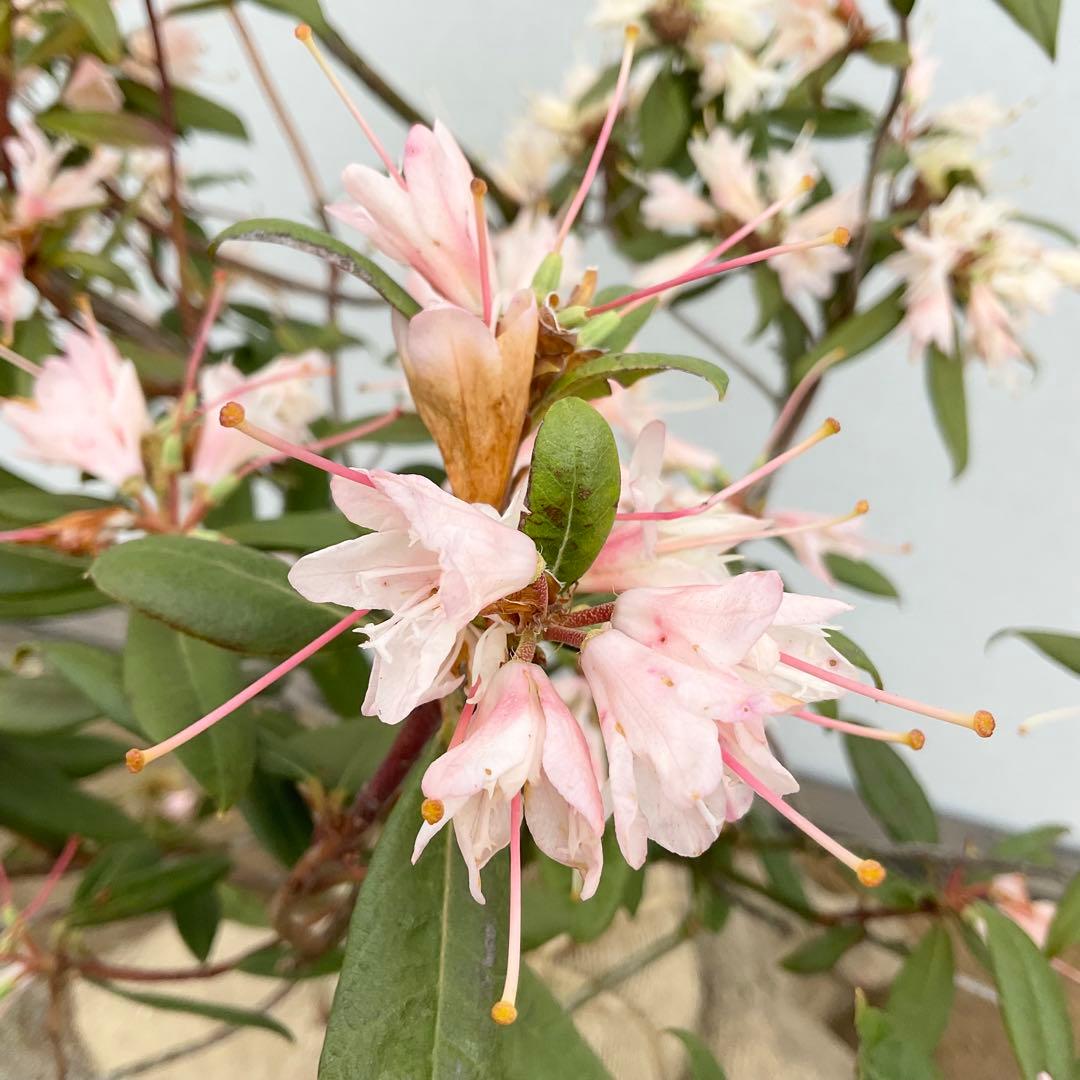 アンキャリーツツジ /99