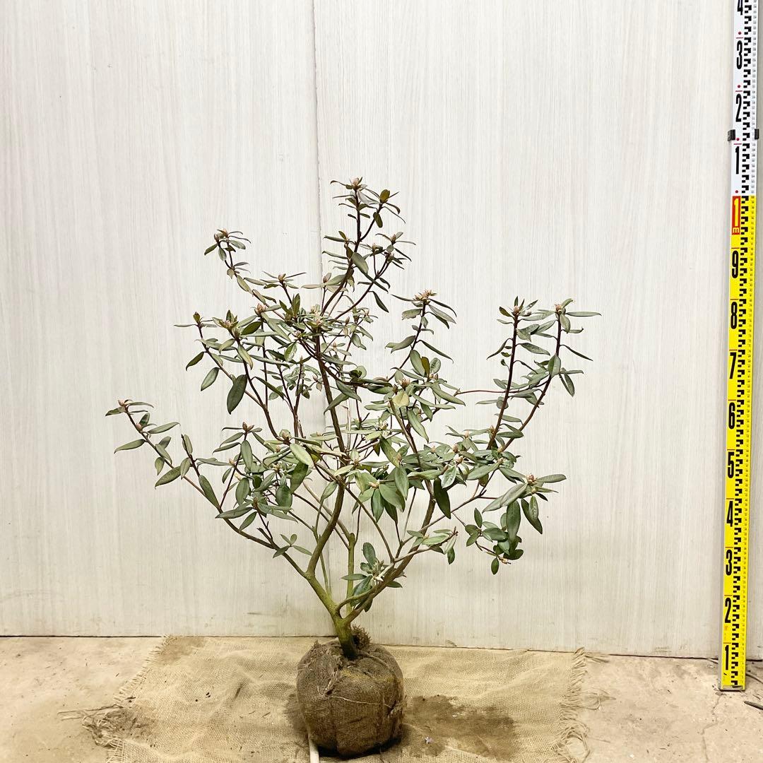 アンキャリーツツジ /99