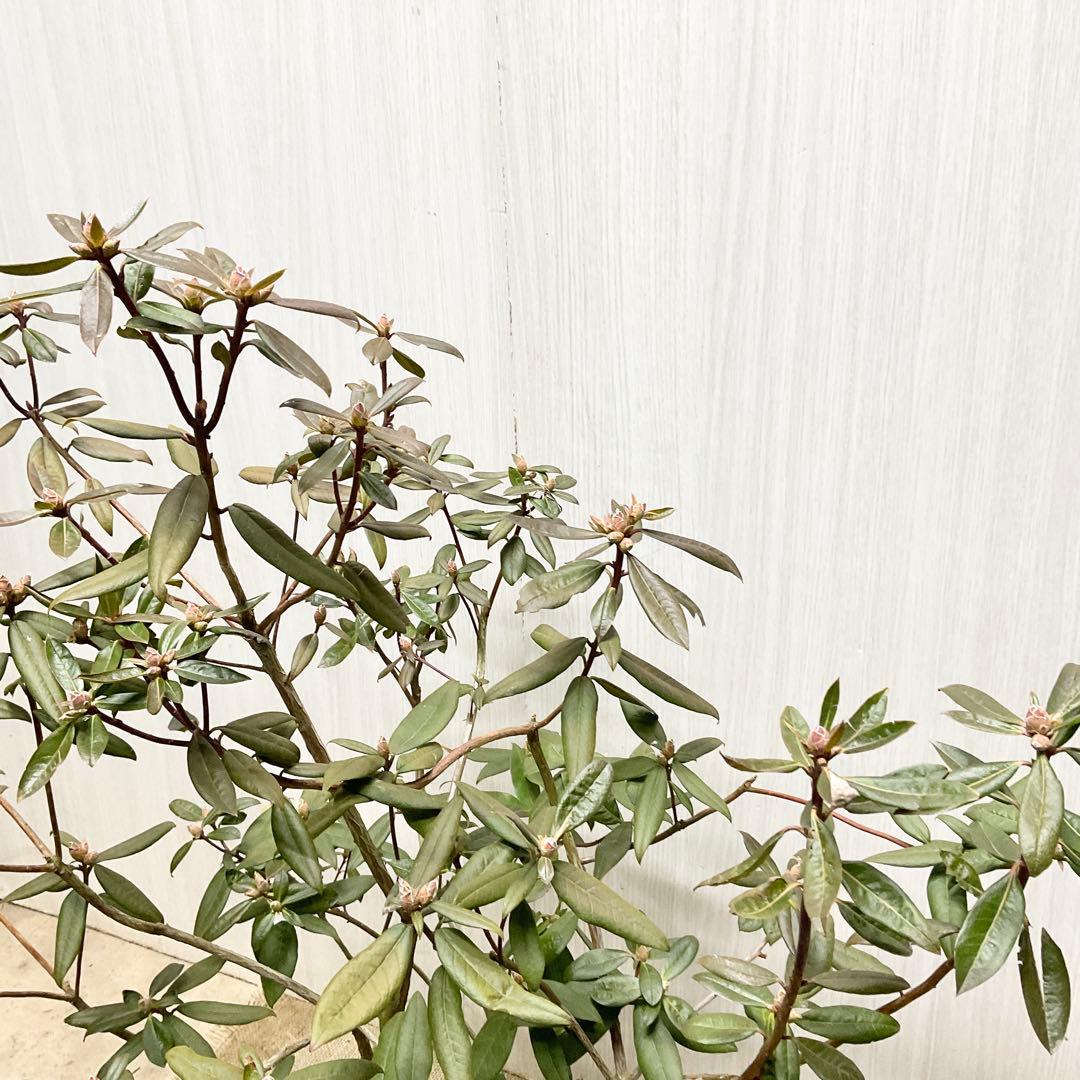 アンキャリーツツジ /99