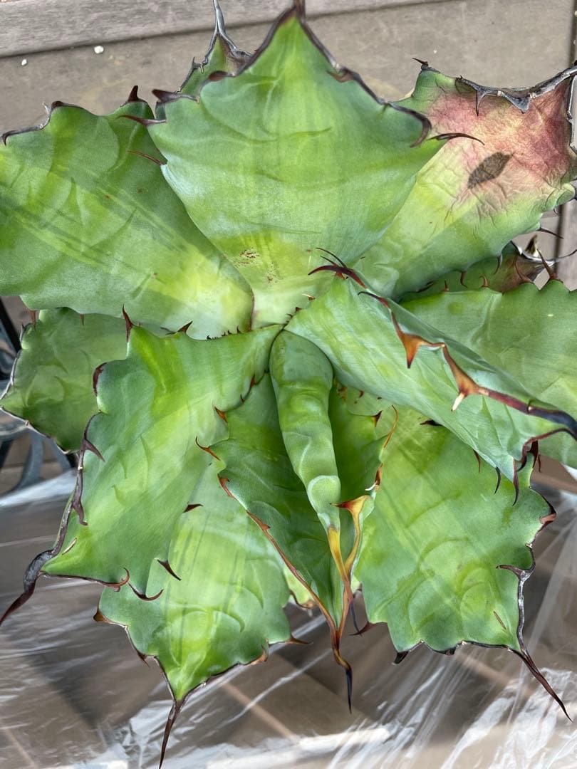 アガベ　超レア　大株　ハイブリッド　チタノタ×コロラータ　チタコロ　中斑　陽炎棘