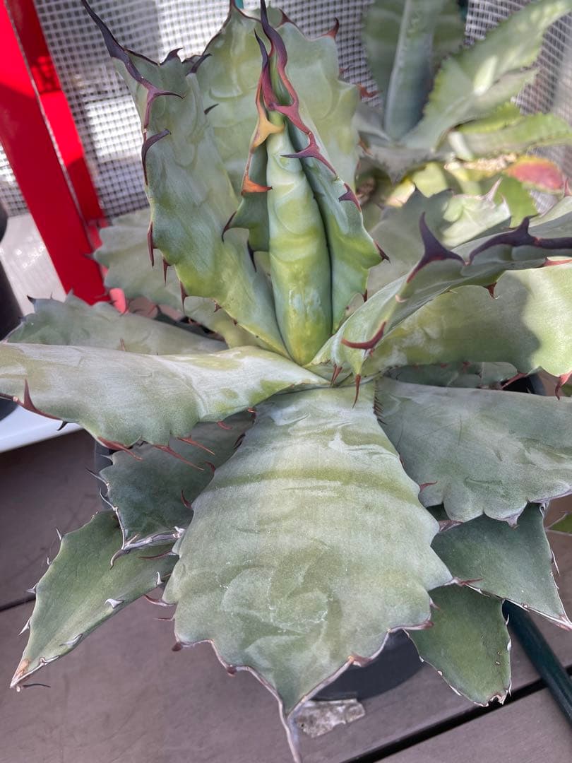 アガベ　超レア　大株　ハイブリッド　チタノタ×コロラータ　チタコロ　中斑　陽炎棘