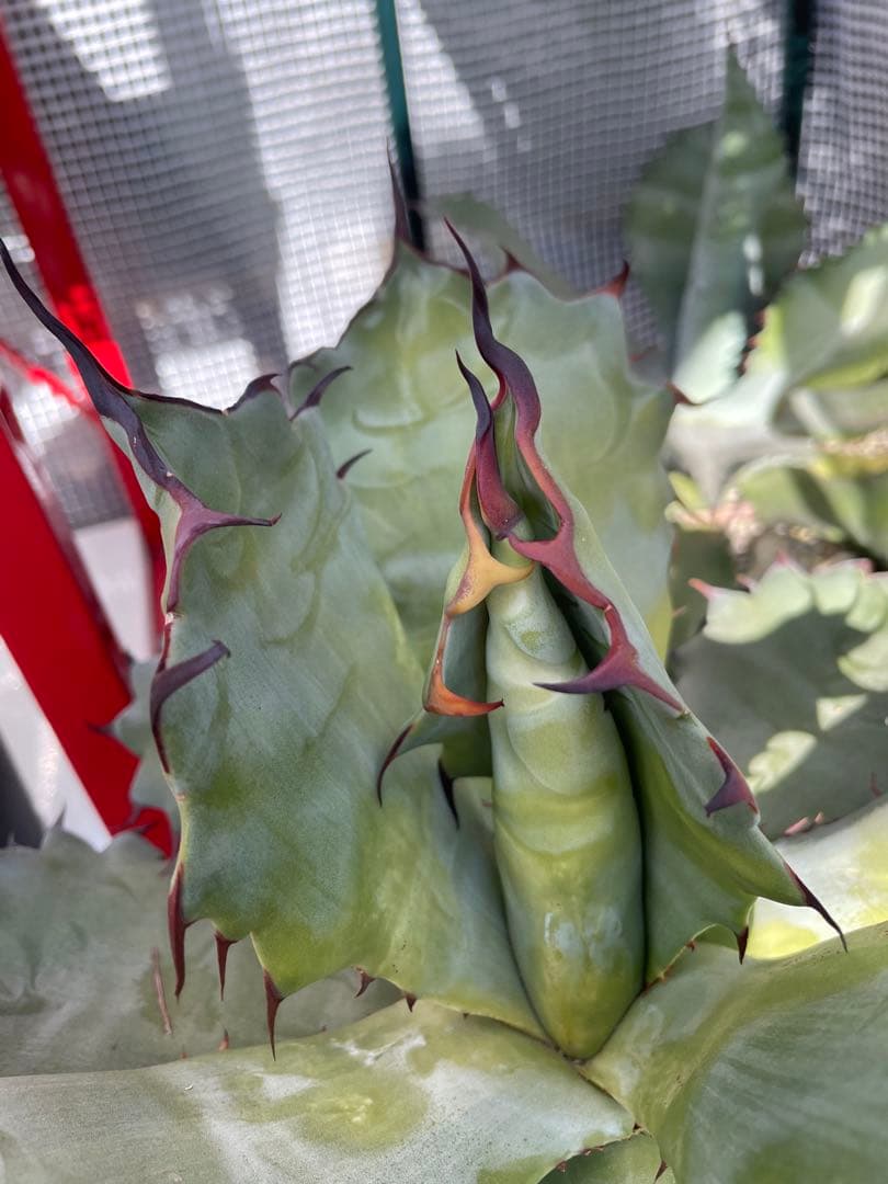 アガベ　超レア　大株　ハイブリッド　チタノタ×コロラータ　チタコロ　中斑　陽炎棘