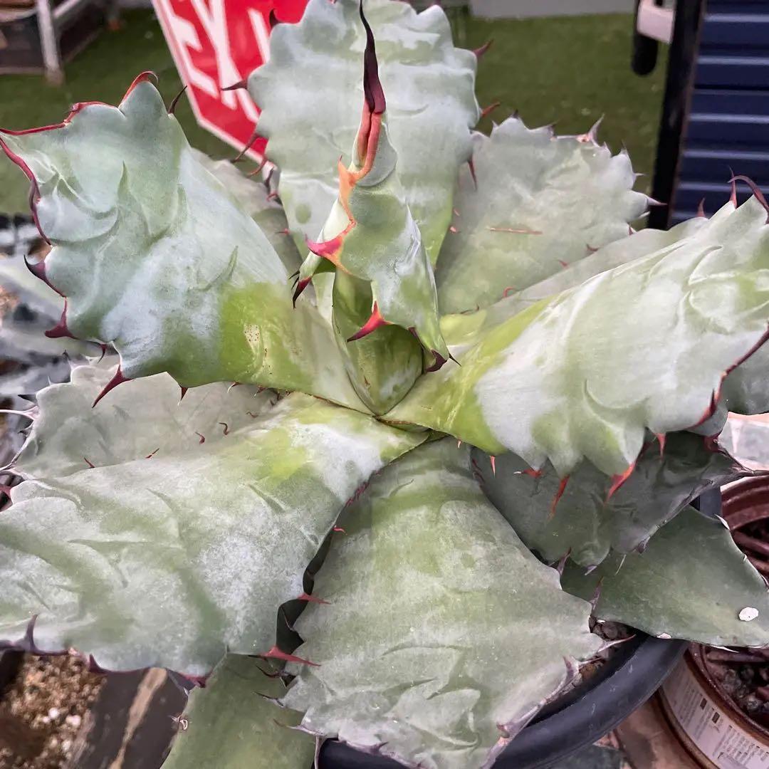 アガベ　超レア　大株　ハイブリッド　チタノタ×コロラータ　チタコロ　中斑　陽炎棘