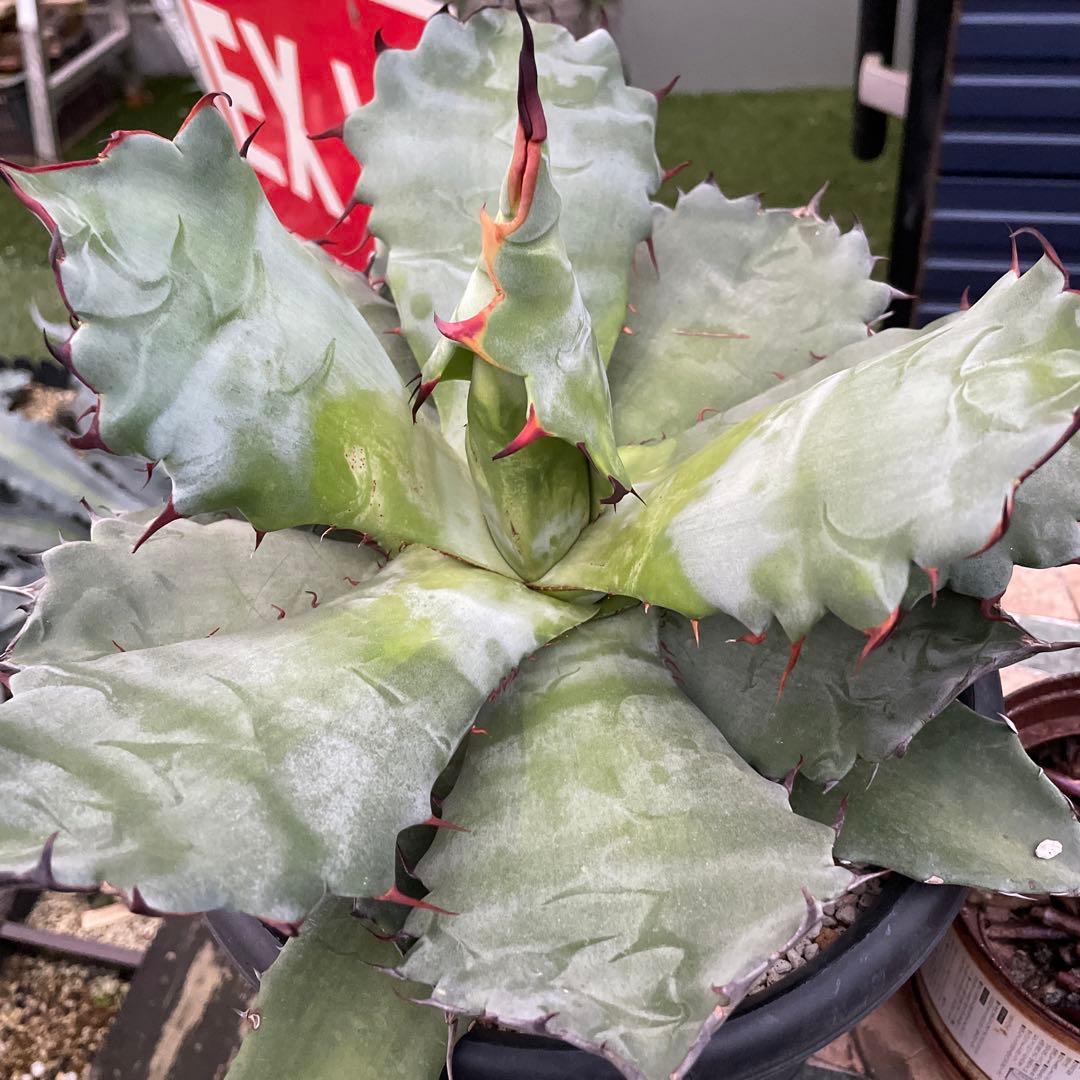 アガベ　超レア　大株　ハイブリッド　チタノタ×コロラータ　チタコロ　中斑　陽炎棘