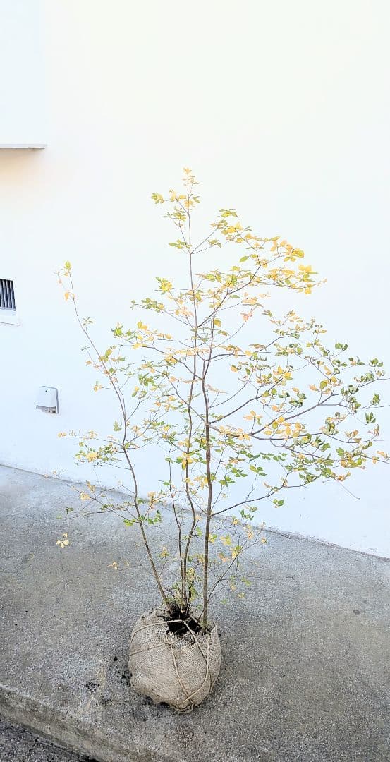 上品。山採りドウダンツツジ。