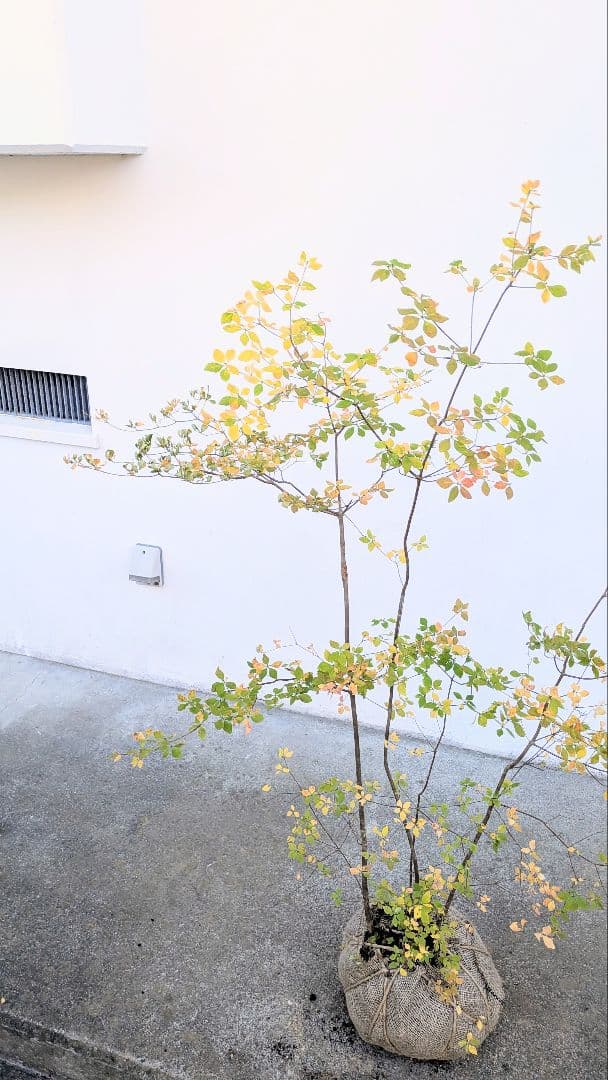 上品。山採りドウダンツツジ。