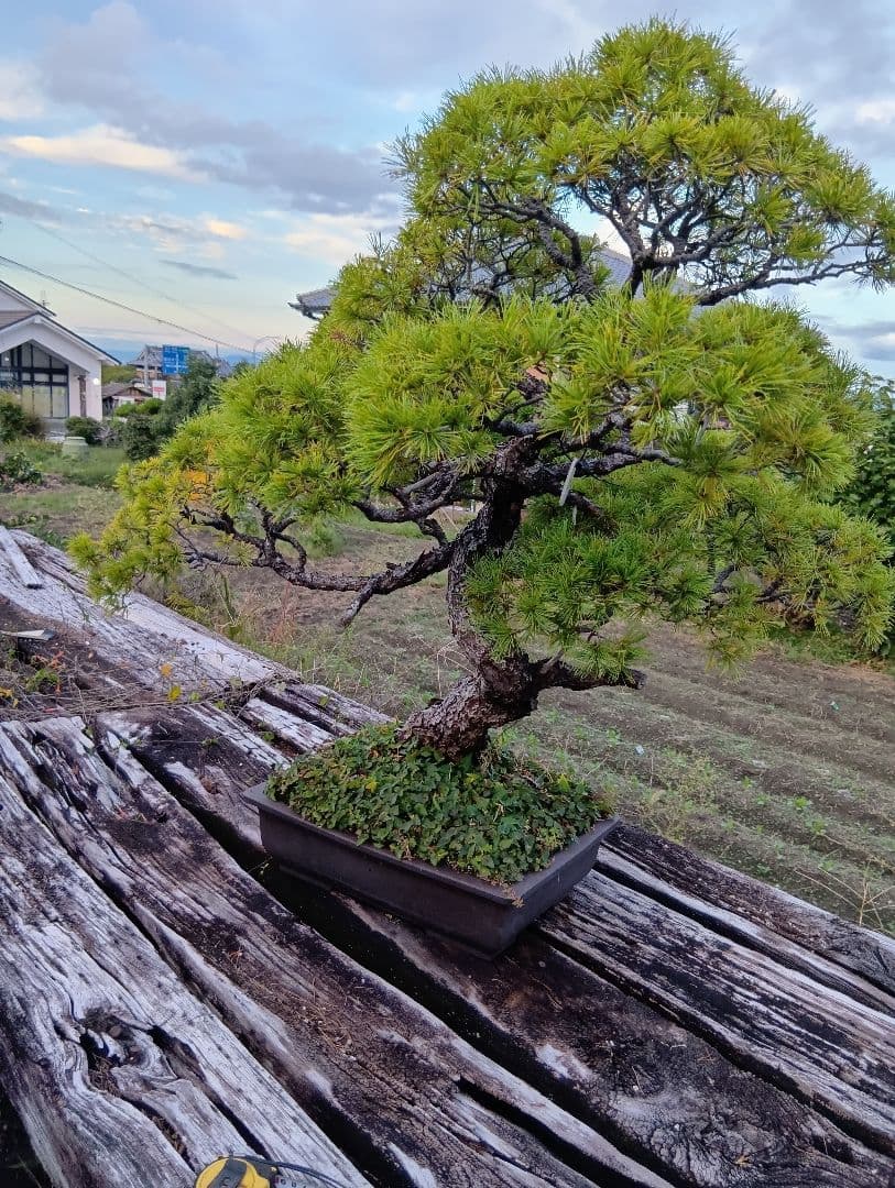 五葉松の盆栽 曲がった幹（かなり大きいサイズ）