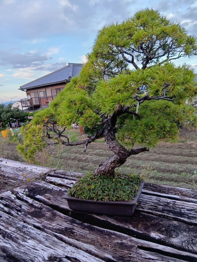 五葉松の盆栽 曲がった幹（かなり大きいサイズ）