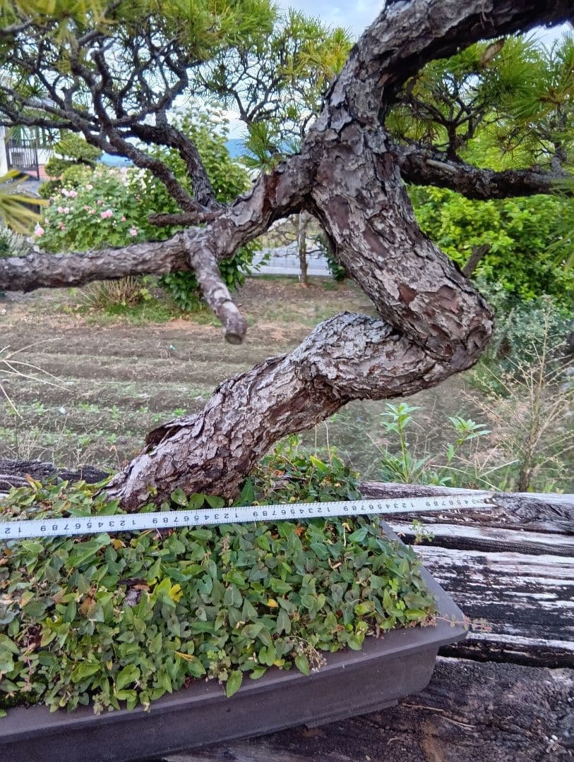 五葉松の盆栽 曲がった幹（かなり大きいサイズ）