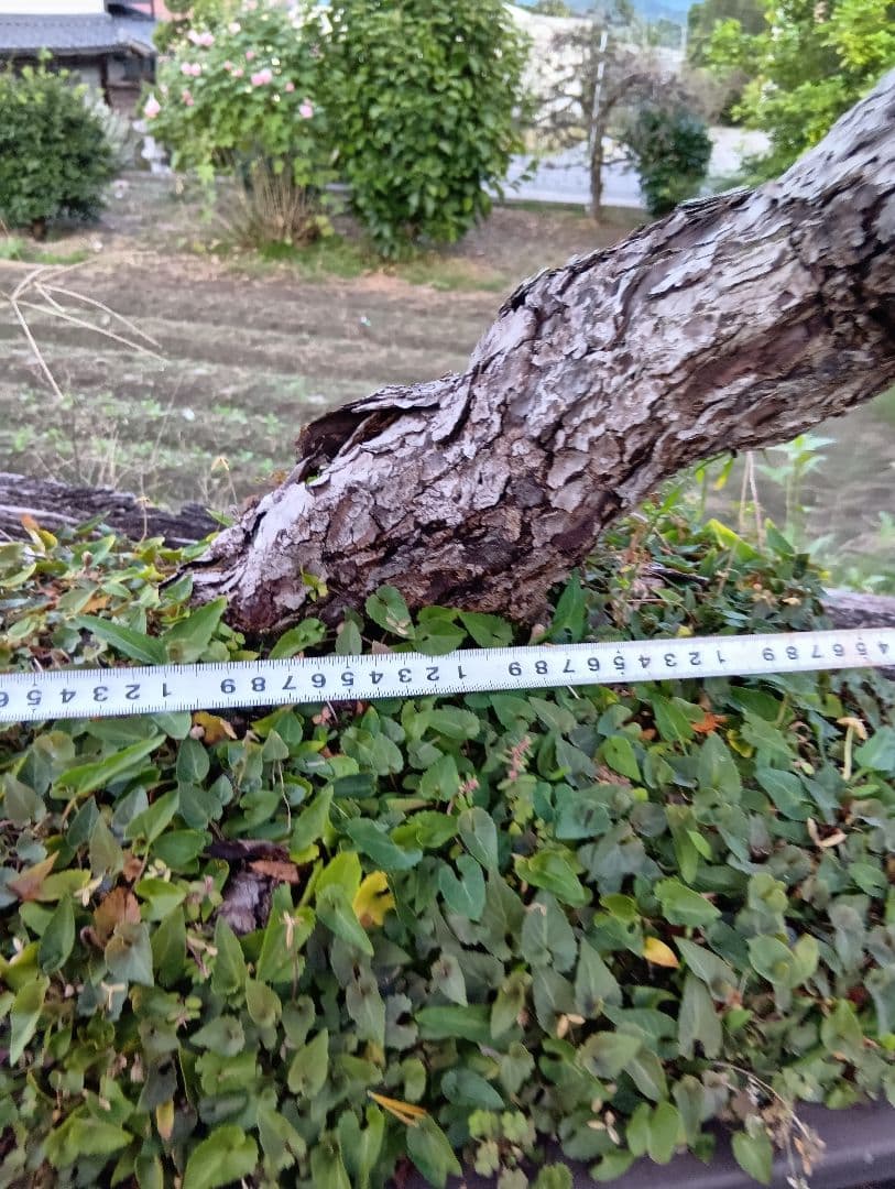 五葉松の盆栽 曲がった幹（かなり大きいサイズ）