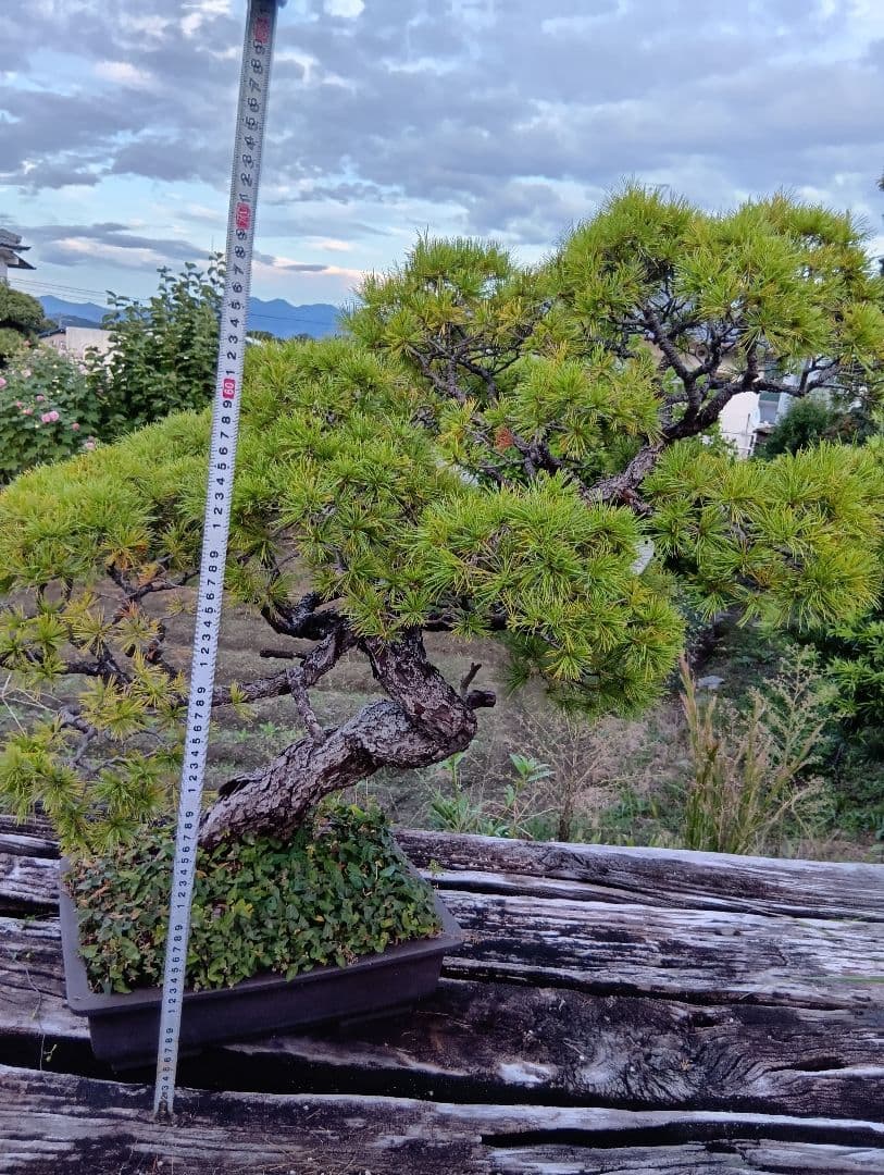五葉松の盆栽 曲がった幹（かなり大きいサイズ）