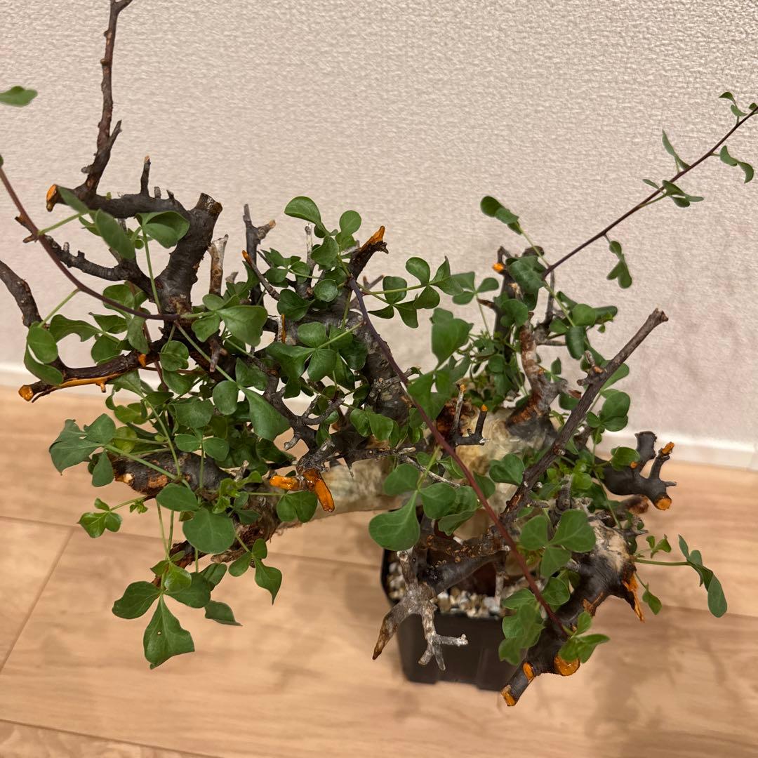 大株 コミフォラ カタフ ピュア ソマリア 発根済