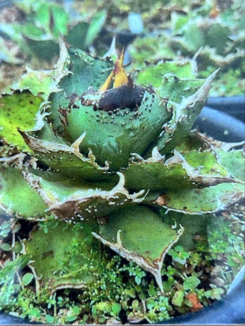 アガベ 麻花 agavesan oc株 【発根済み】 麻花龍