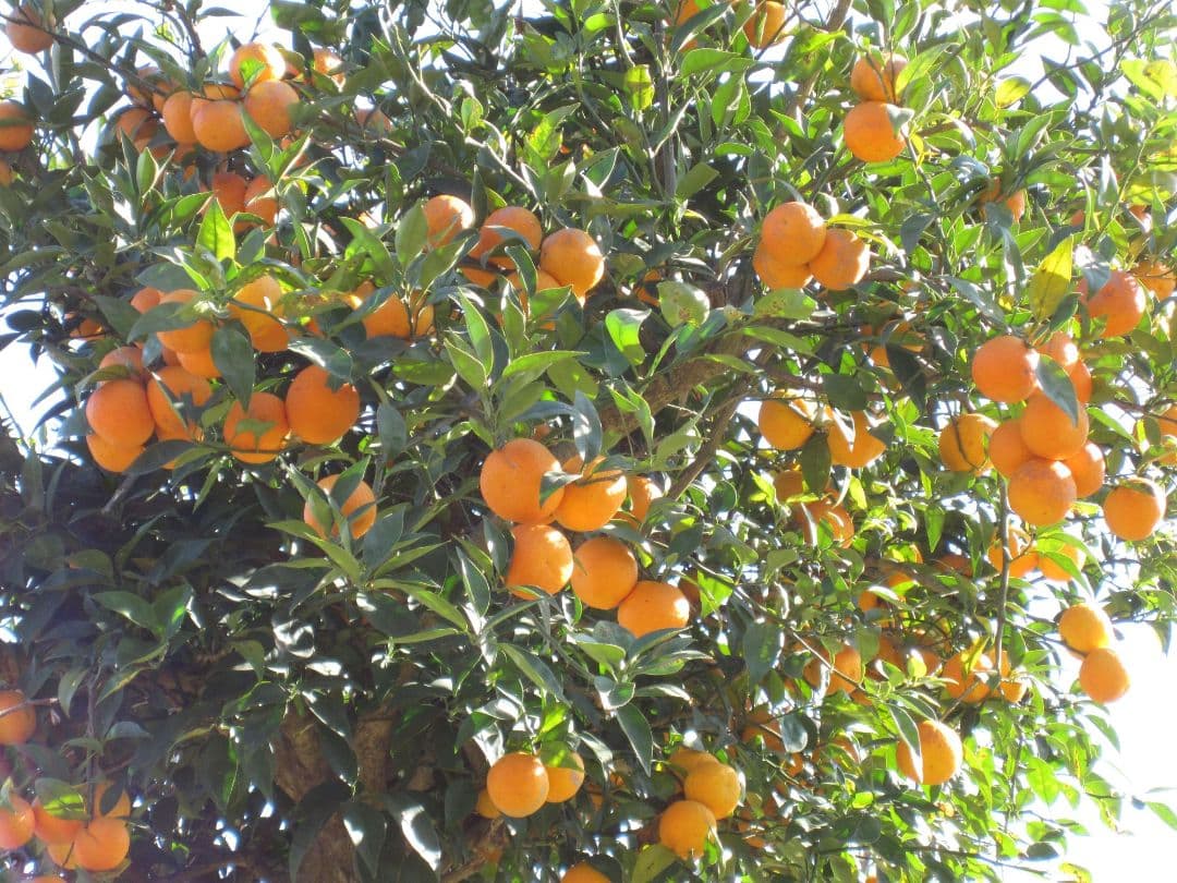 Canon IXY Digital コンパクトデジタルカメラ