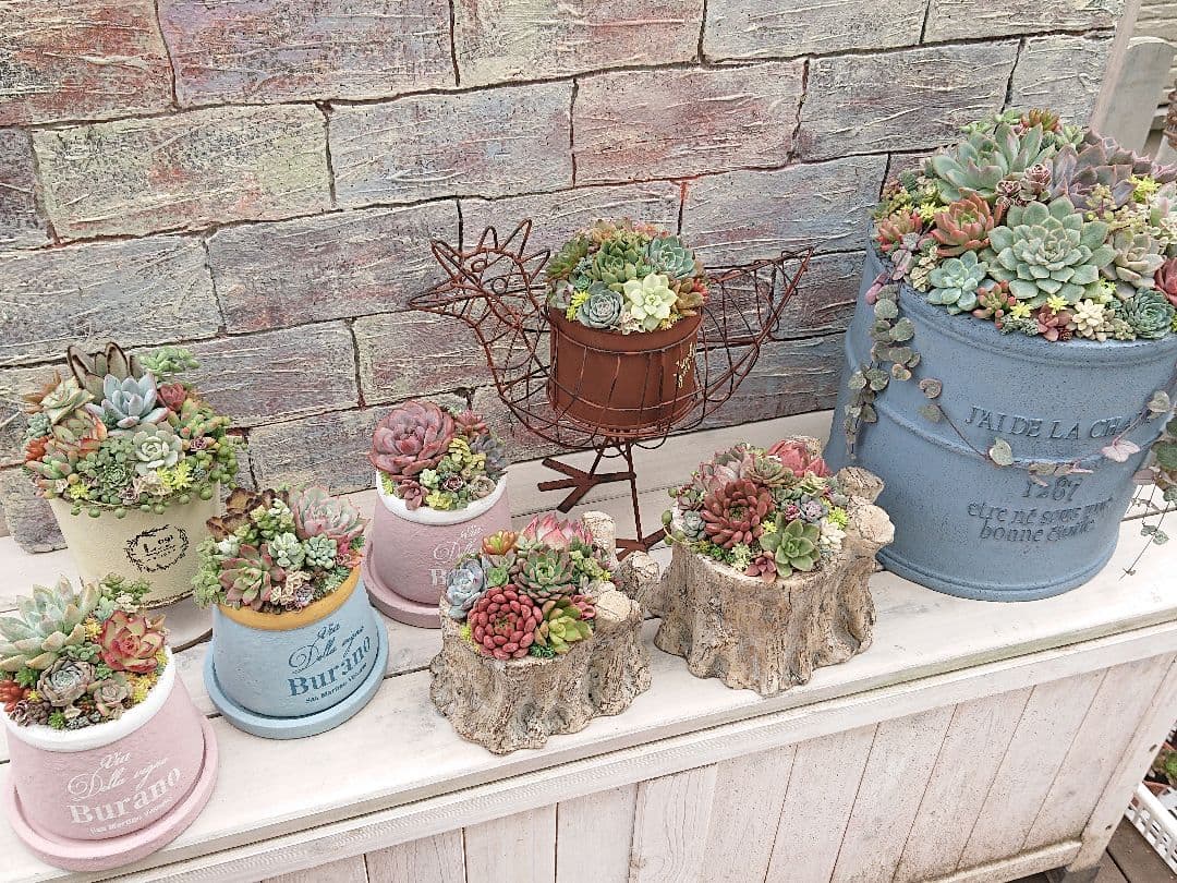 多肉植物寄せ植え❤️