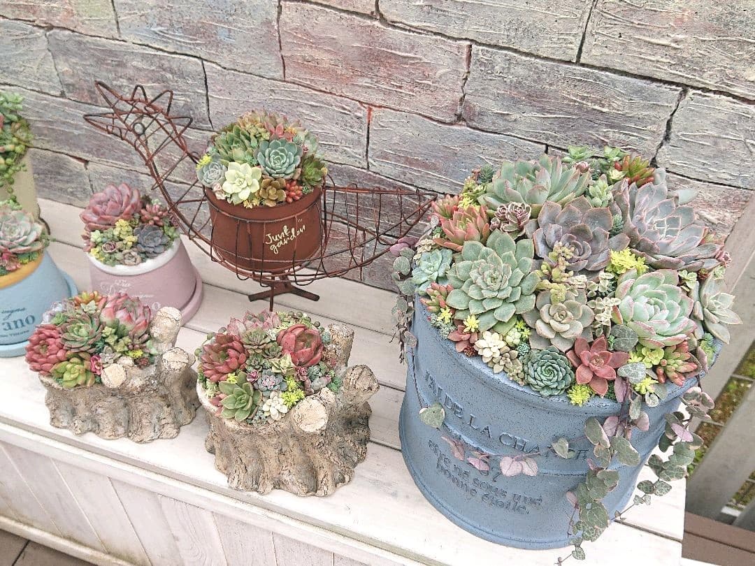 多肉植物寄せ植え❤️