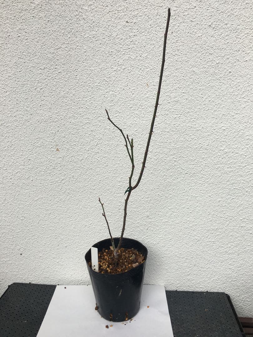 かおりんご　おまとめ２点