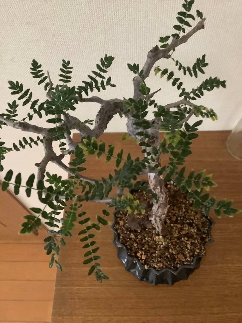 がんちゃん　コミフォラモンストローサ　現地球　塊根植物