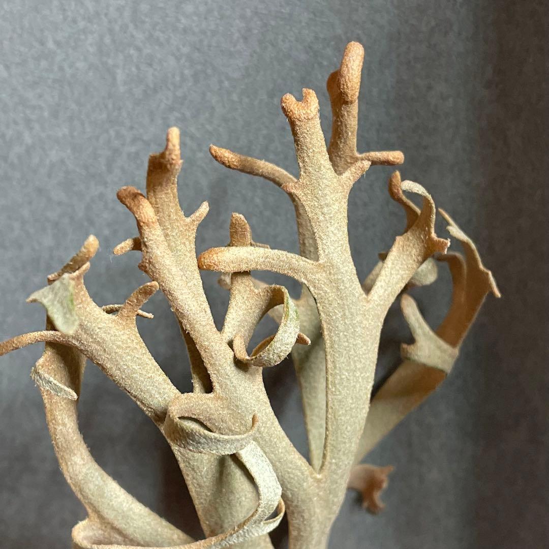 ② yellow moon dwarf sporeling 胞子 ビカクシダ