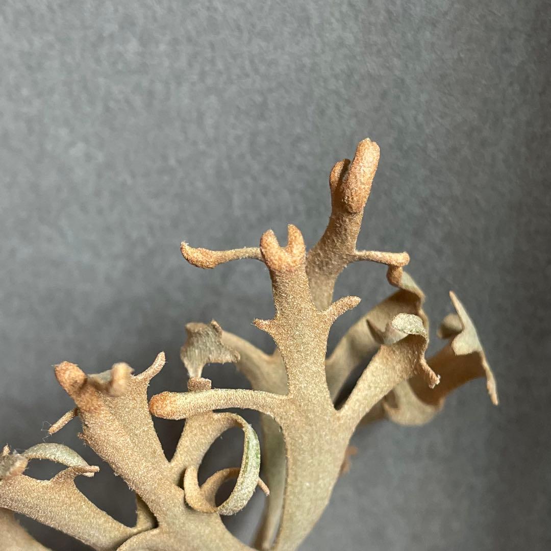 ② yellow moon dwarf sporeling 胞子 ビカクシダ