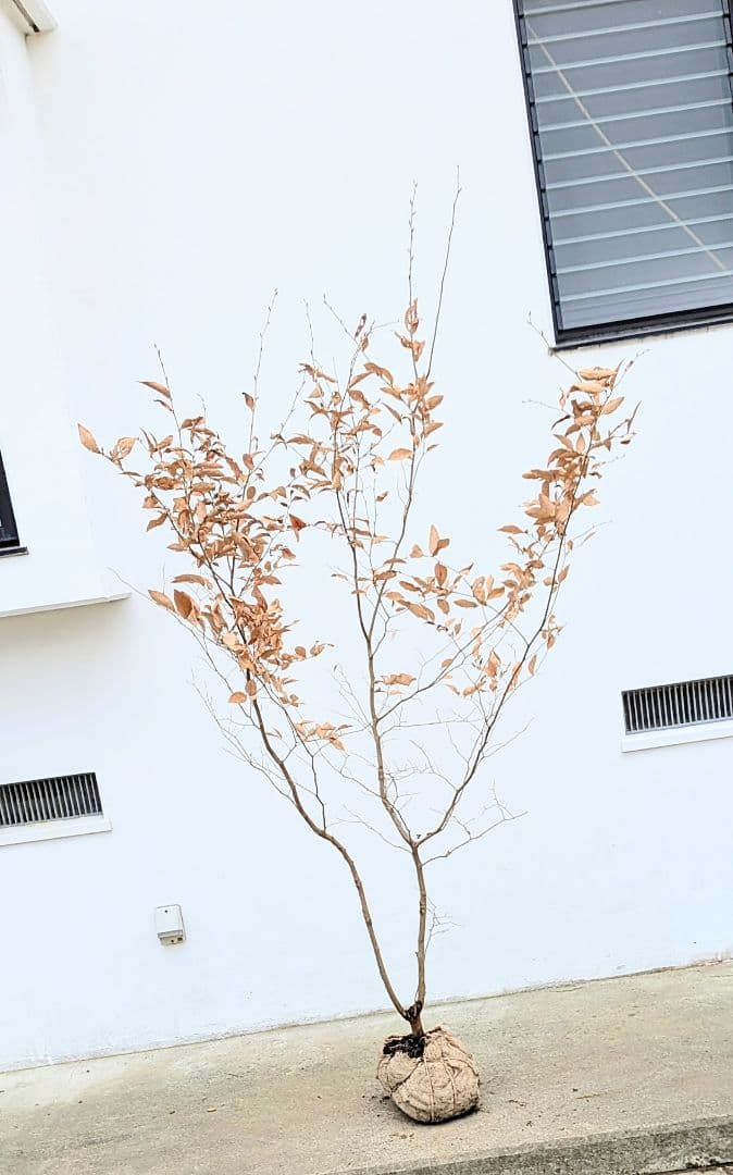 素性抜群。山採りヤマコウバシ。