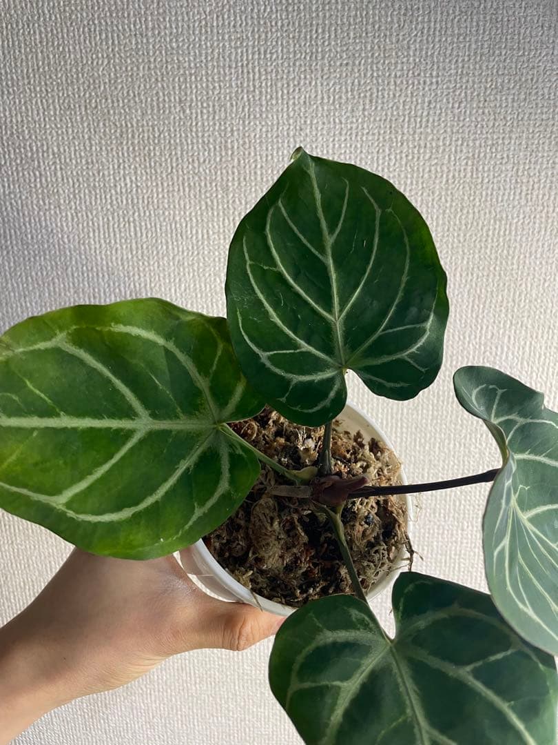 【すなぎも】