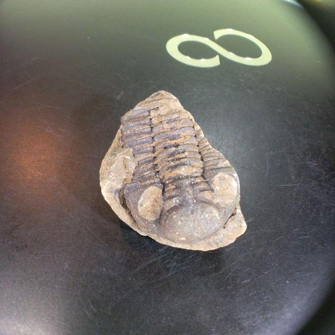 三葉虫　化石　fossil　ボリビア産　trilobite　ノジュール判別⑦