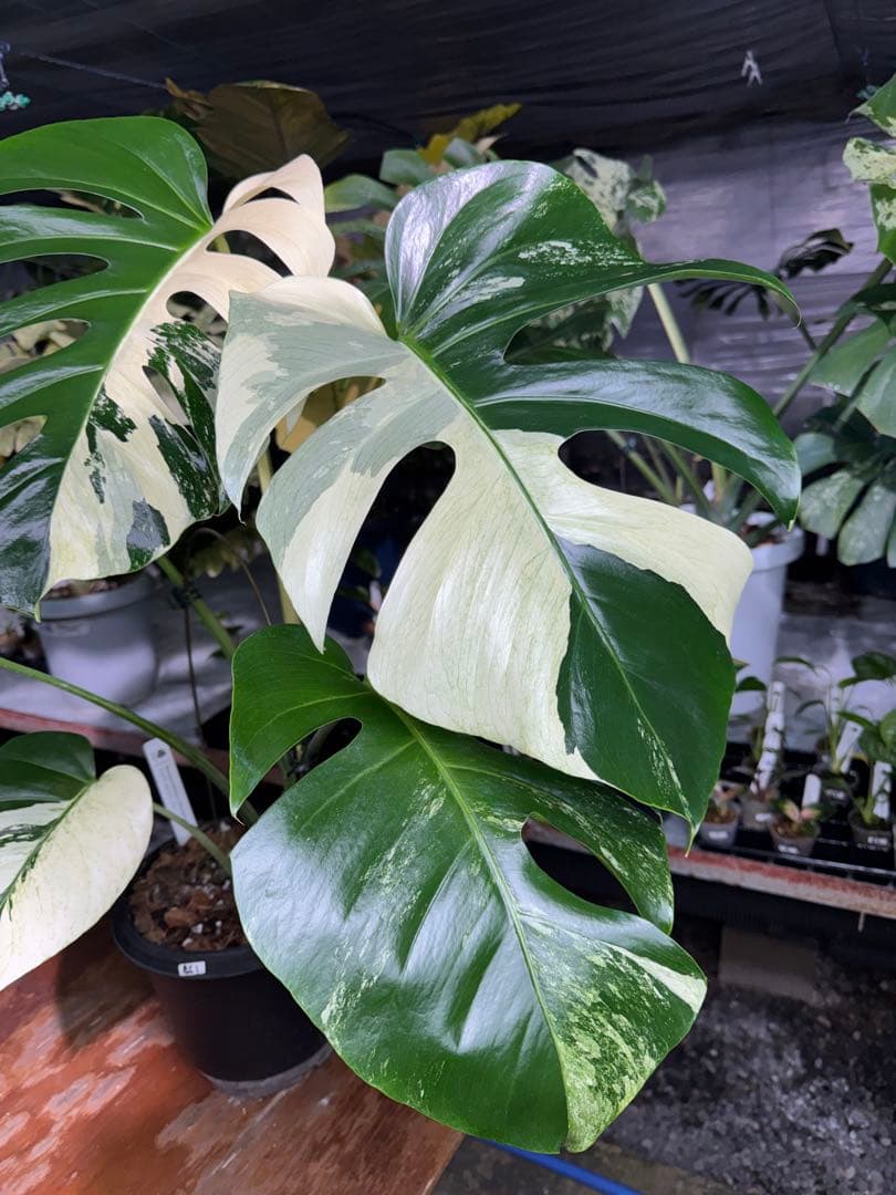 BS1モンステラ　ボルギシアナ　x デリシオーサ　ミント　美株