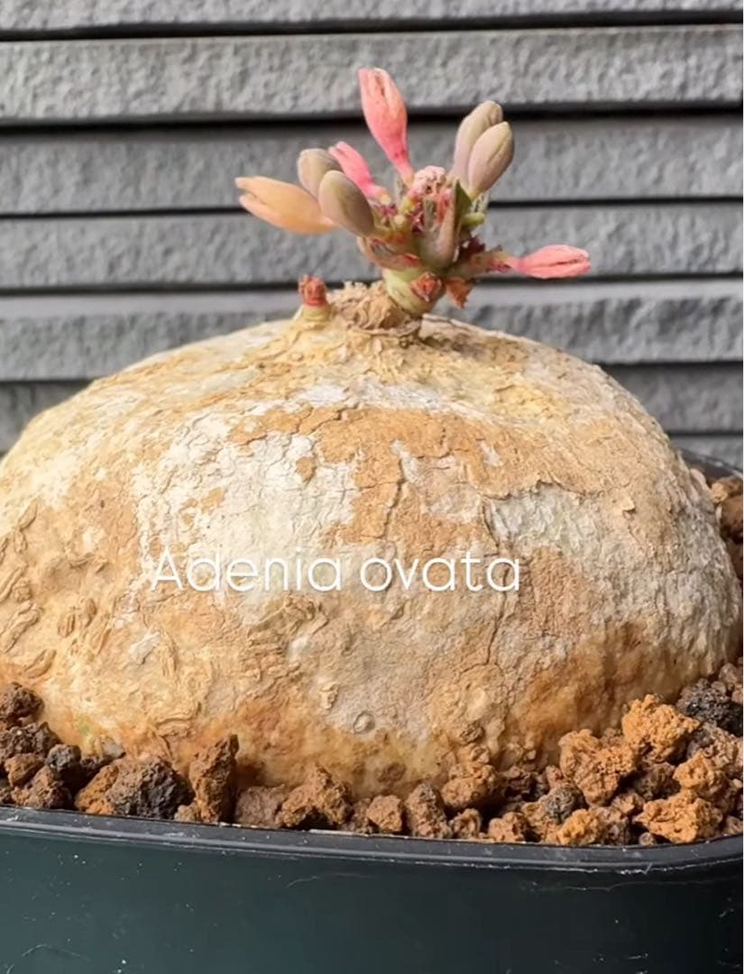 21.アデニア・オバタ 輸入直後ベアルート株　Adenia Ovata