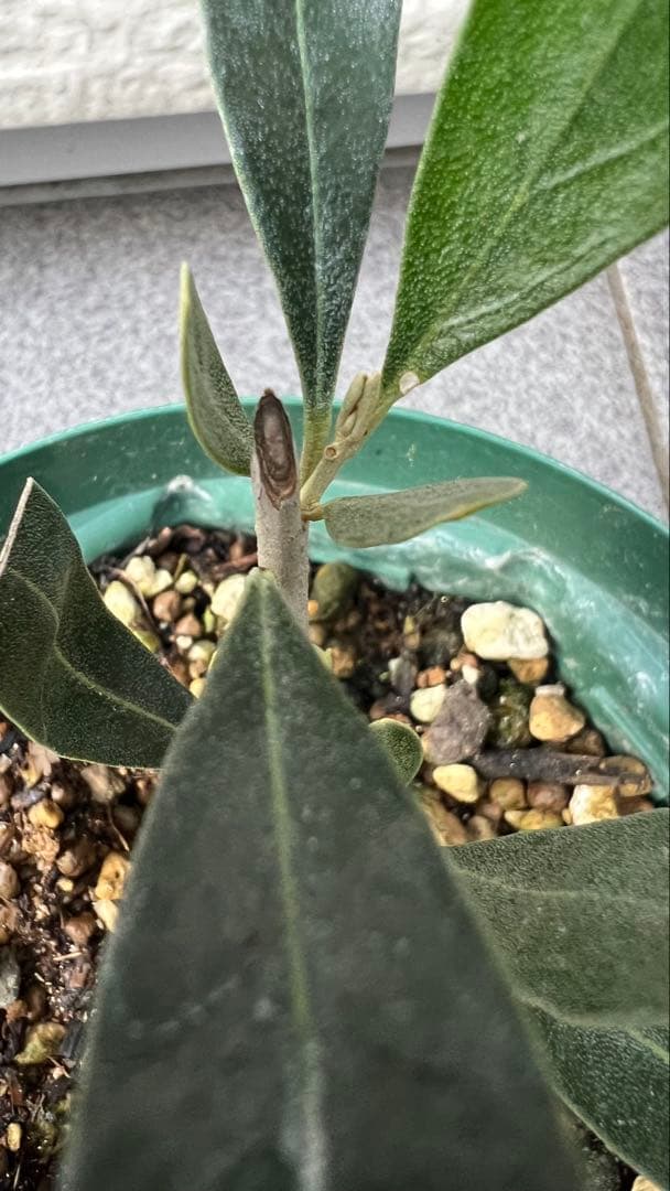 はむ　本物オヒブランカとカラマタ　二苗セット