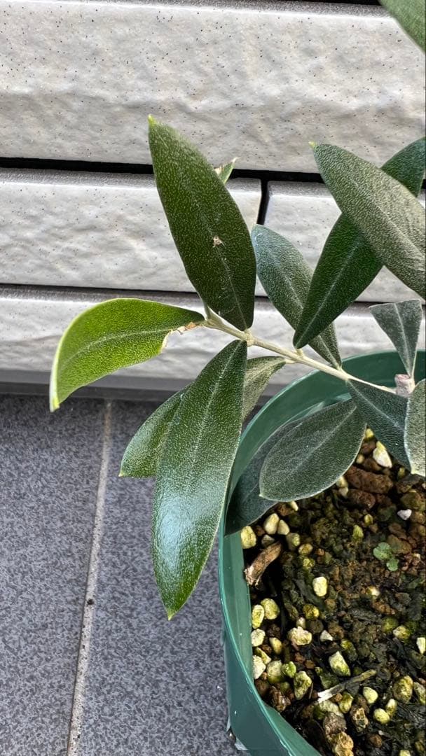 はむ　本物オヒブランカとカラマタ　二苗セット