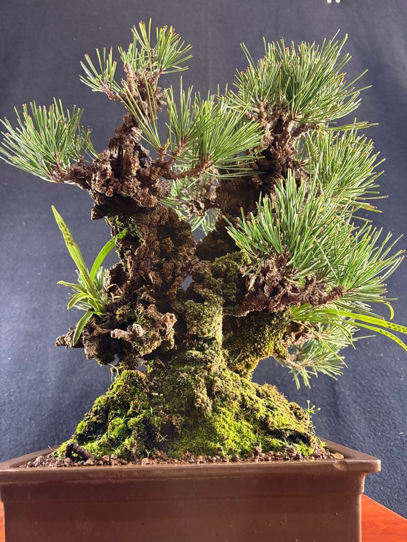 中品盆栽、夢錦(黒松の変種)双幹作り　幹太 目立った傷や汚れなし
