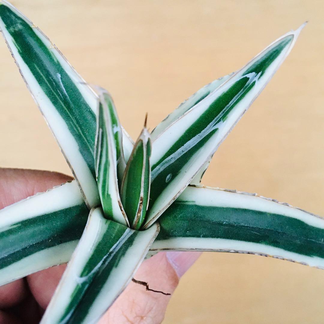 【本物・純血】1 氷山 TC株 笹の雪錦 純白覆輪斑 アガベ ビクトリアレジーナ