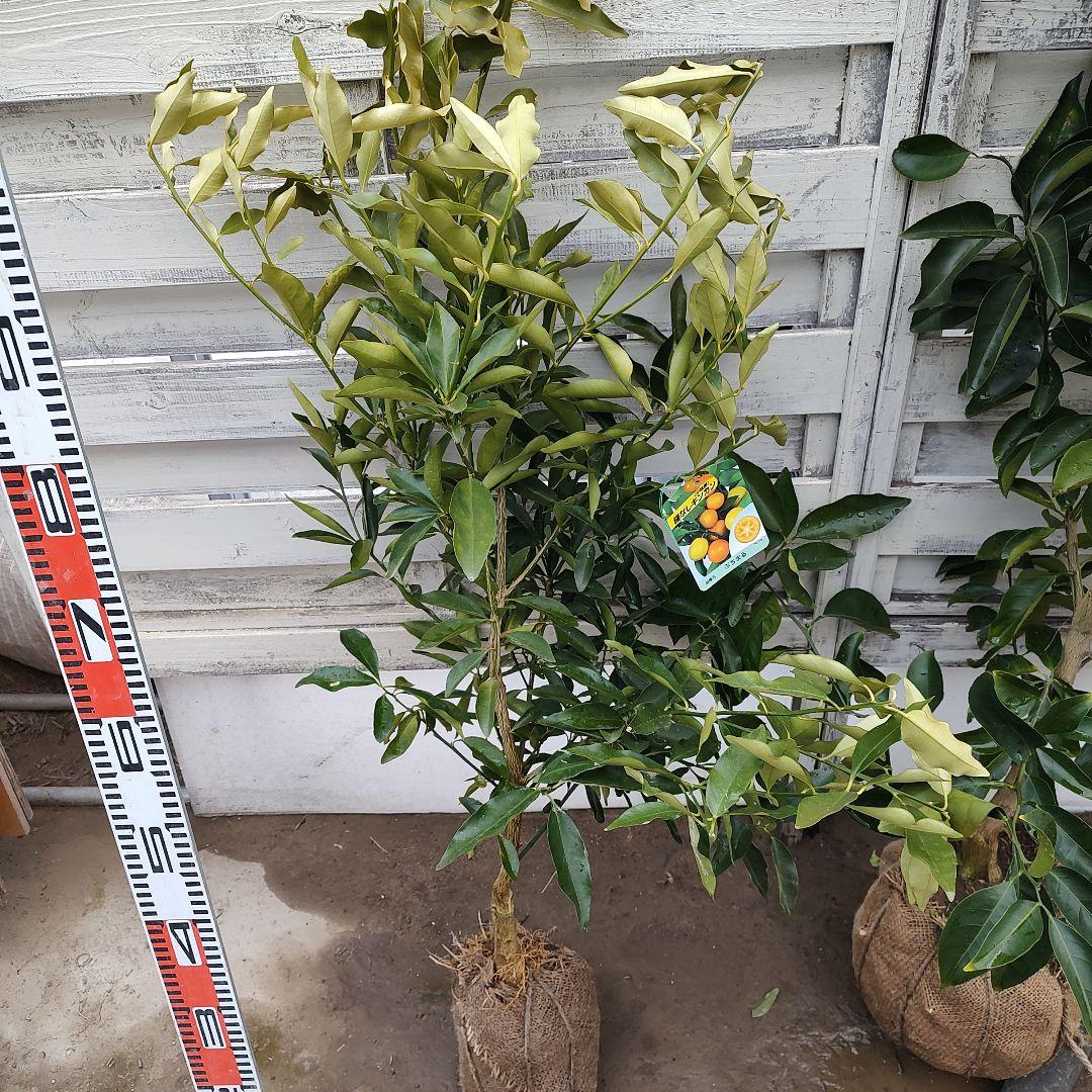 ひいさま専用出品