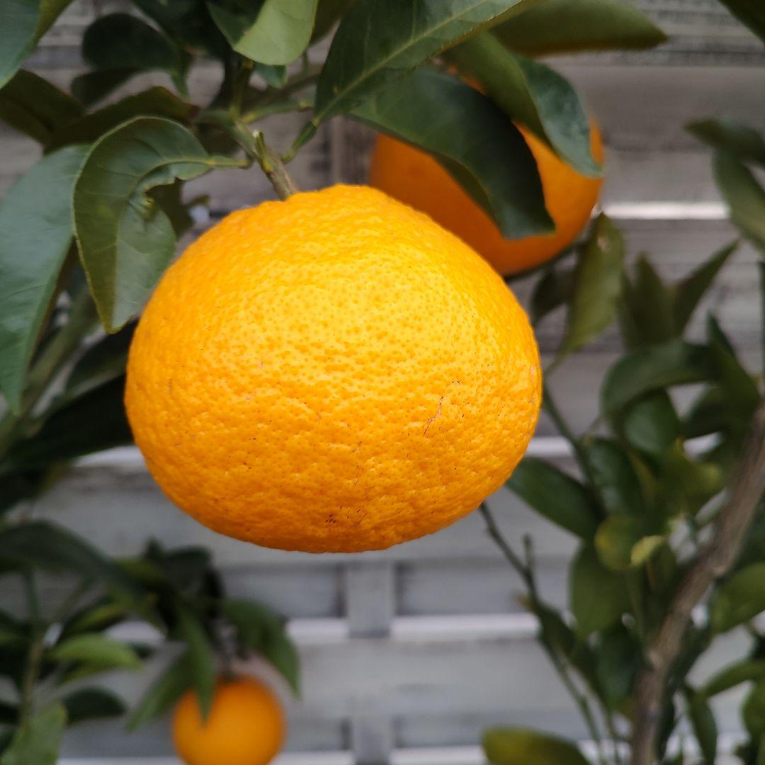 ひいさま専用出品