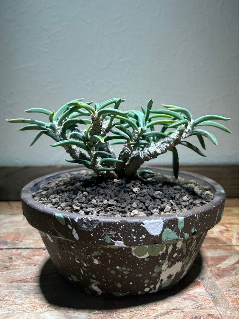 国内実生　長期管理株　ユーフォルビア　キリンドリフォリア　陶器鉢のまま発想　塊根