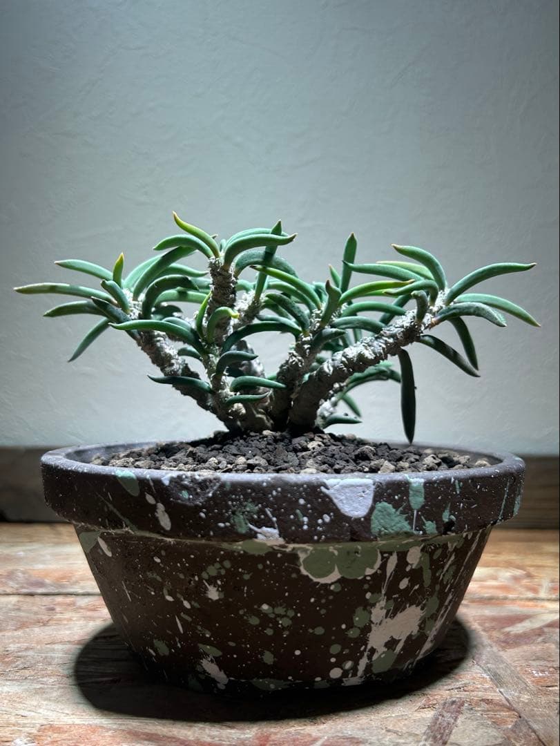 国内実生　長期管理株　ユーフォルビア　キリンドリフォリア　陶器鉢のまま発想　塊根