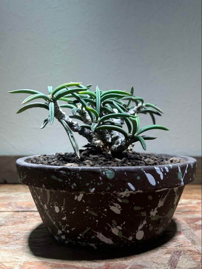 国内実生　長期管理株　ユーフォルビア　キリンドリフォリア　陶器鉢のまま発想　塊根