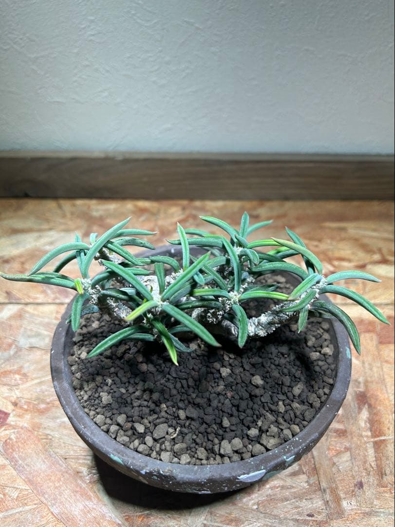 国内実生　長期管理株　ユーフォルビア　キリンドリフォリア　陶器鉢のまま発想　塊根