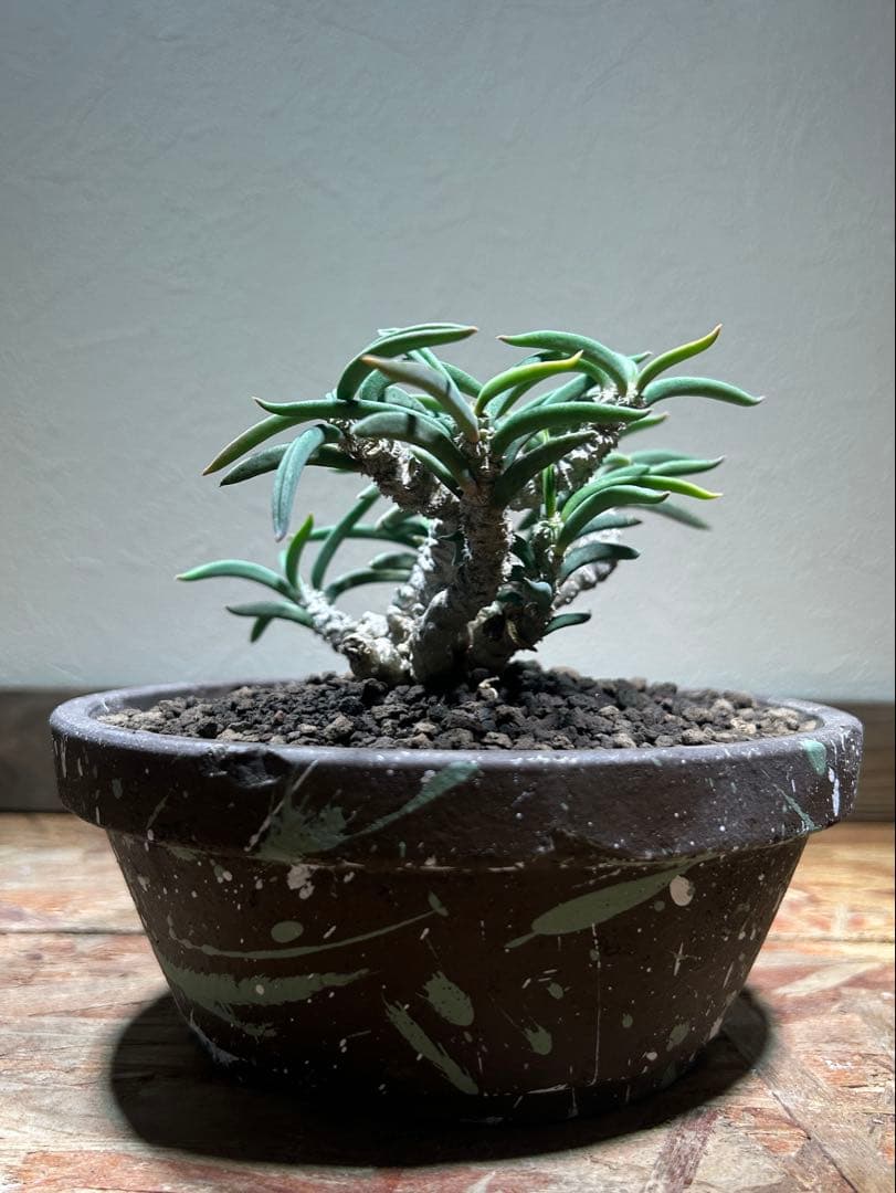 国内実生　長期管理株　ユーフォルビア　キリンドリフォリア　陶器鉢のまま発想　塊根