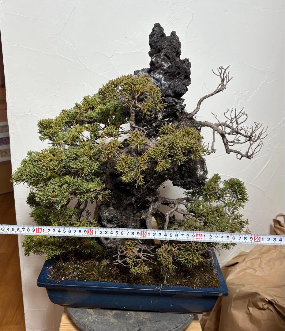 【大阪北部引き取り限定】 真柏　盆栽　石付き