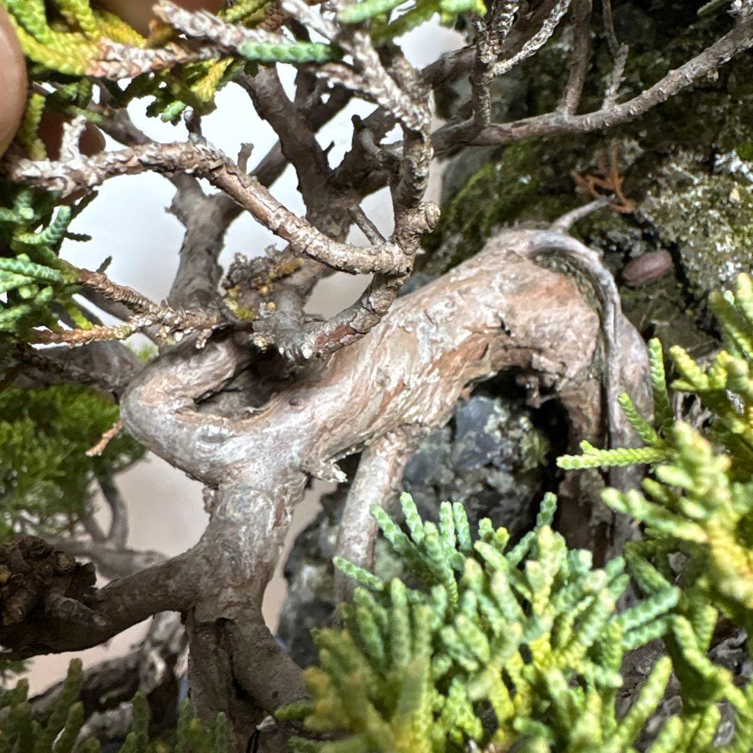 【大阪北部引き取り限定】 真柏　盆栽　石付き