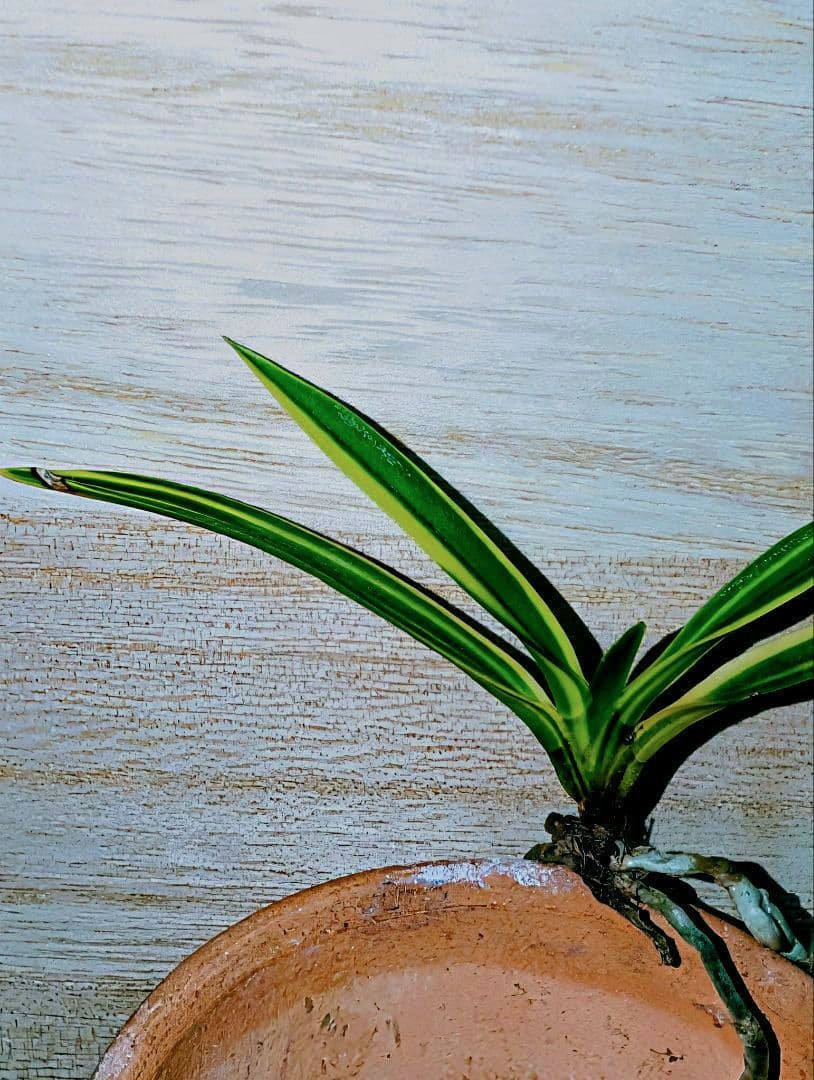 富貴蘭　総ルビー根建国殿縞