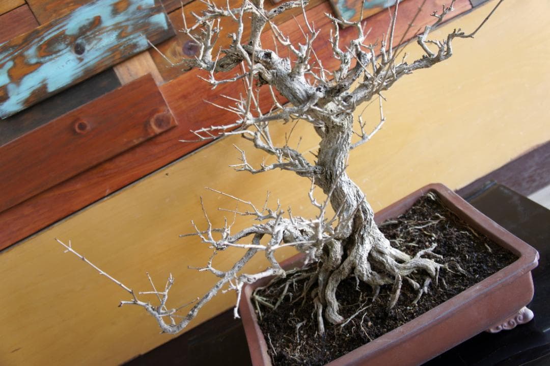 盆栽 『ザクロ』 和風 インテリア 観葉植物 園芸 オブジェ 送料無料 b136