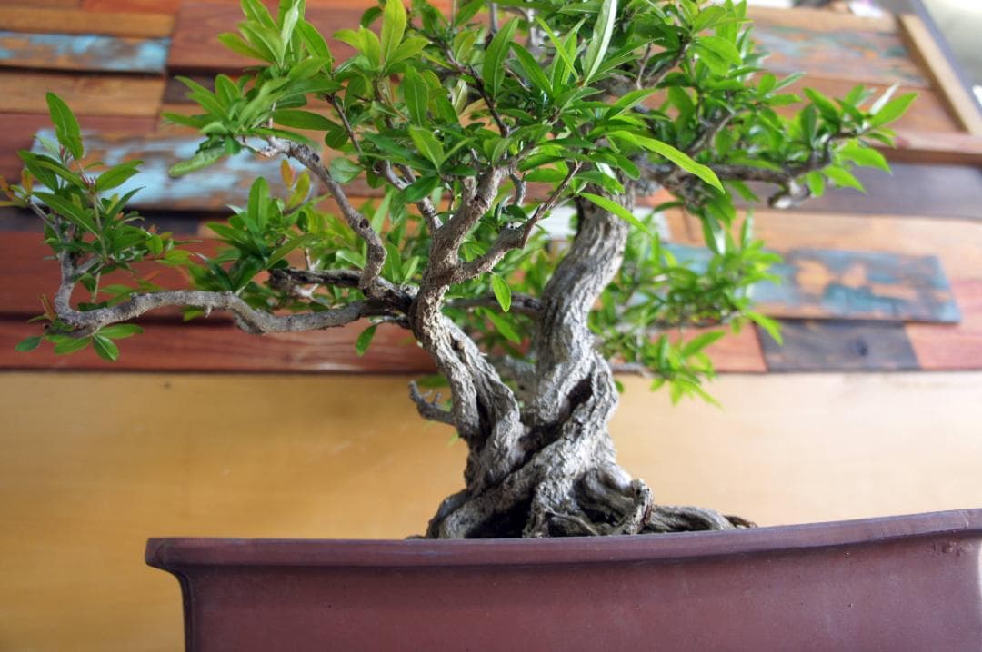 盆栽 『ザクロ』 和風 インテリア 観葉植物 園芸 オブジェ 送料無料 b136