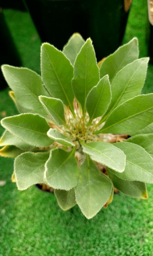 パキポディウム　ナマクアナム　光堂　国内実生