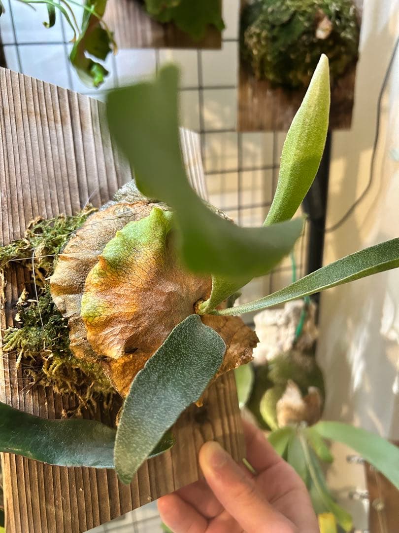 ビカクシダ アルキコルネ　変異株　Vフォーム　子株